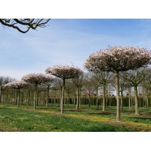Muchovník stromovitý (Amelanchier arborea) ´ROBIN HILL´ - výška 350-400 cm, obvod kmeňa 8/10 cm, kont. C20L - NA KMIENKU